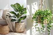House Plants Stock Photos, a Nature Photo by The Vibe Studios (Thumbnail 7 of 9)