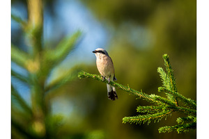 Male Red-backed Shrike perched on