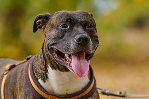 Dog American pit bull terrier stands in the autumn park and look, an Animal Photo by ndanko