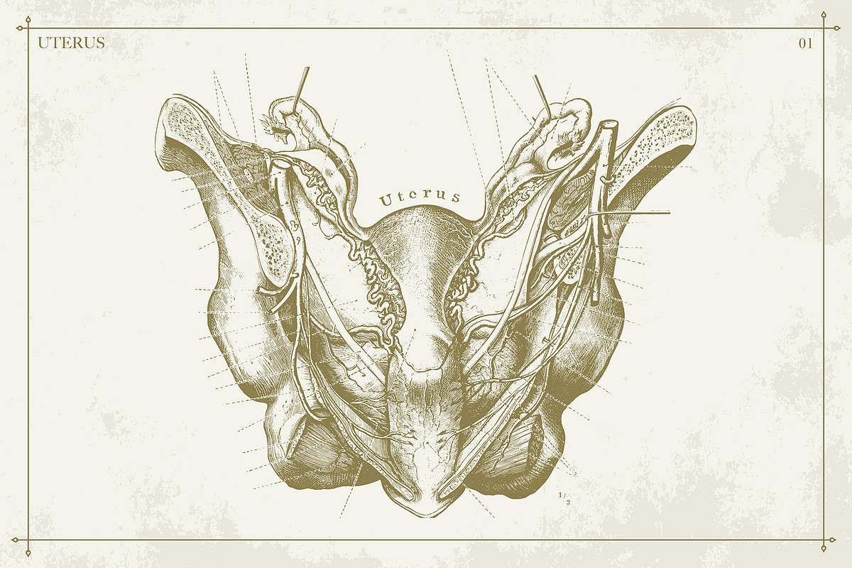 100+ Vintage Anatomy Vectors, a Healthcare Illustration by Shizzle Stock (Photo 19 of 20)