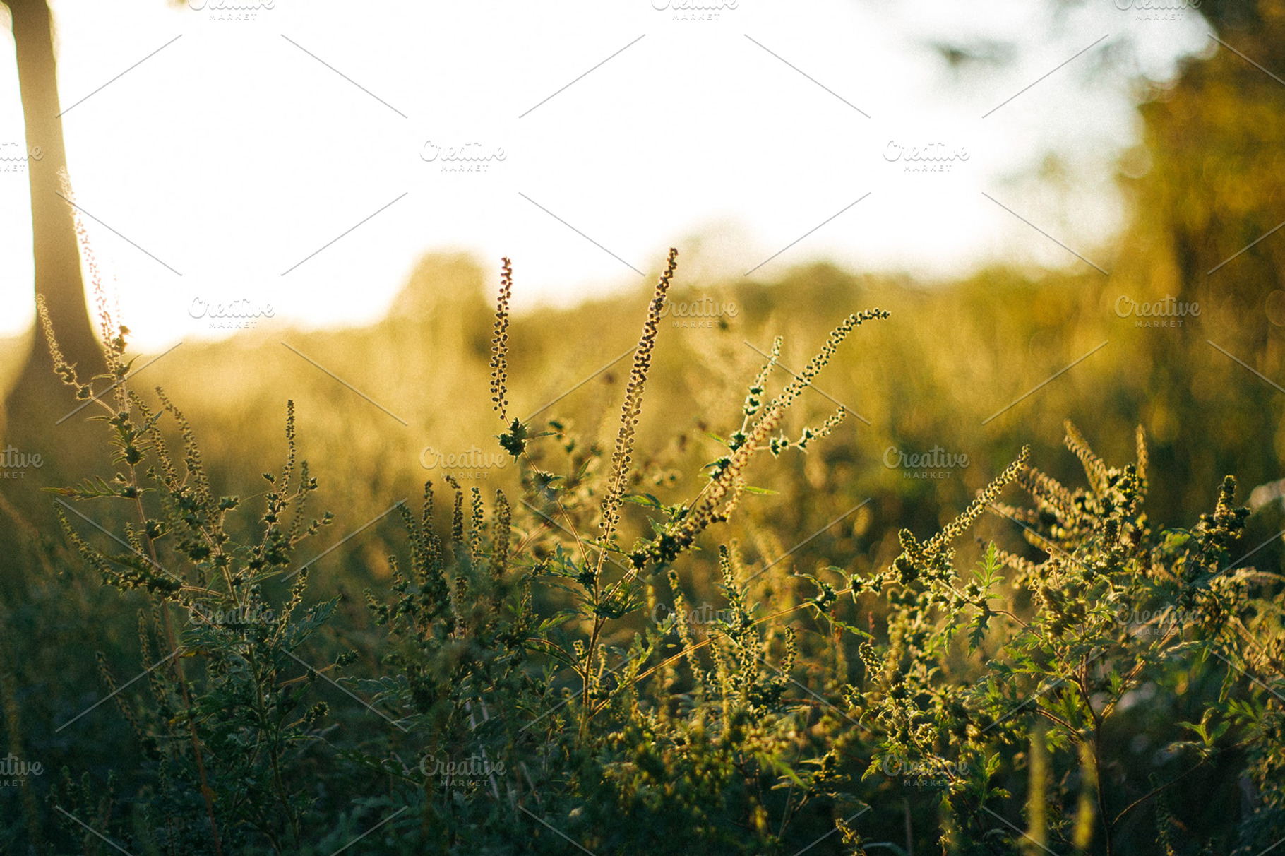 Golden hour stock picture