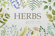 Hand-Painted Herbs & Spices: Botanic, a Decorative Illustration by the_myro (Thumbnail 1 of 5)