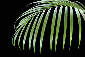 Areca palm or Yellow palm leaf, a Nature Photo by ArtBackground