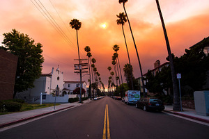 Los Angeles Palm Trees in Suset