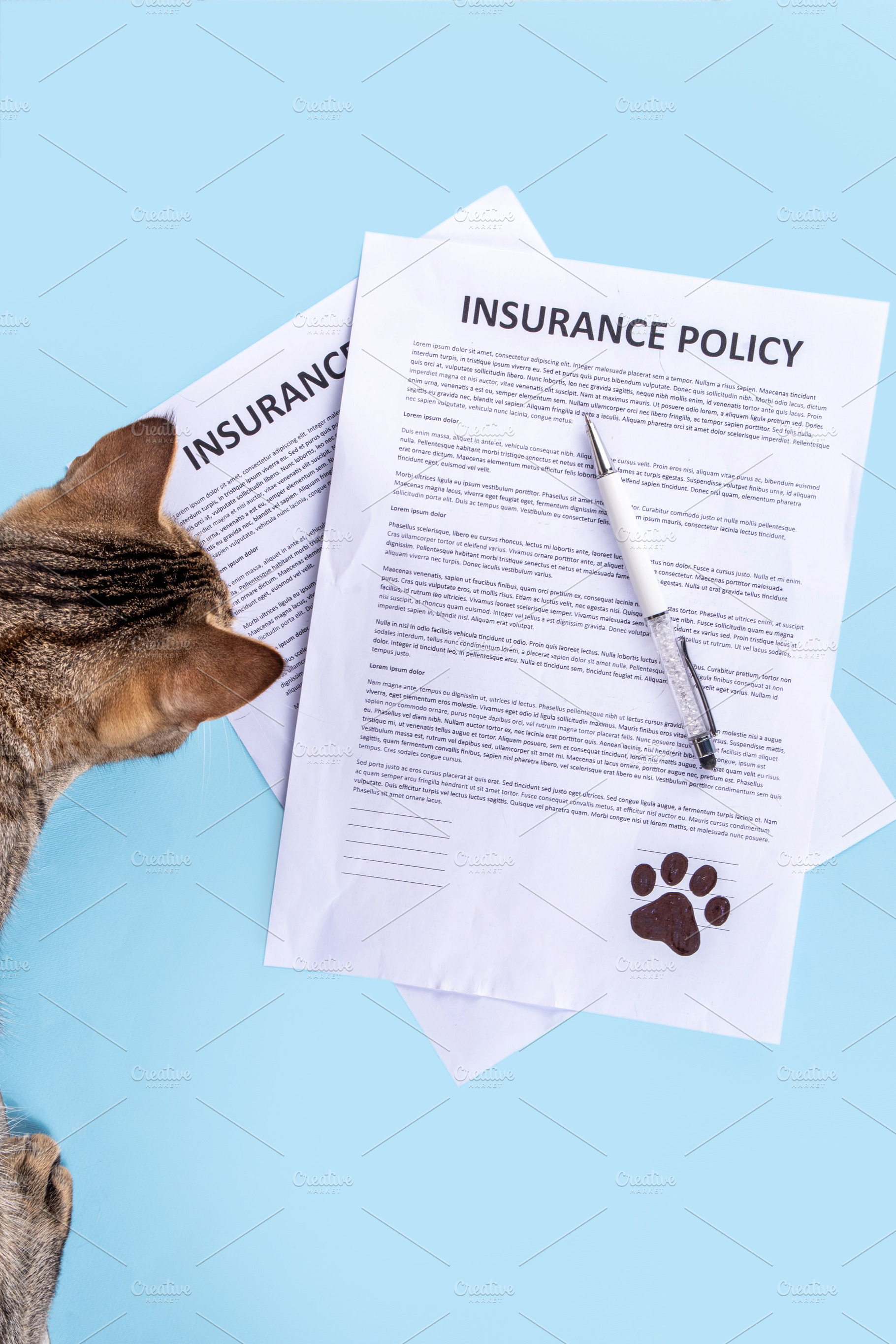 Pet health and life Insurance, medical coverage concept, an Animal Photo by Rimma