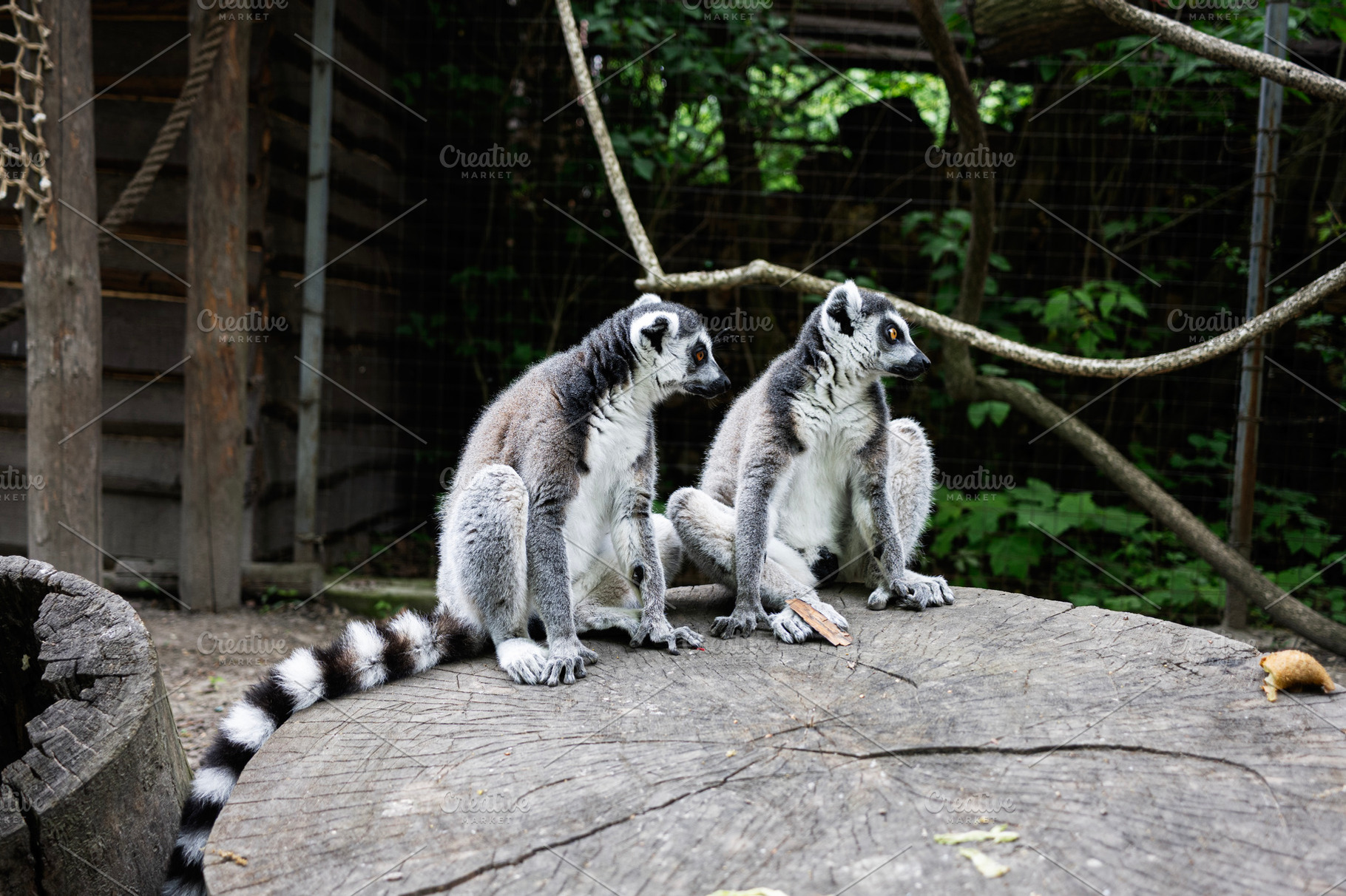 Two ring tailed lemurs resting on a wooden platform in a natural park setting, a Photo by AS photostudio