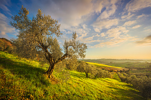Tuscany, olive tree and panorama.