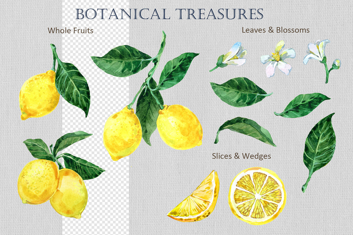 Amalfi Lemon Watercolor & Ink Kit, an Object Illustration by FineArt (Photo 7 of 10)
