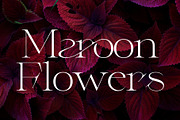 Sigera - Modern Stylish Serif, a Serif Font by Sealoung (Thumbnail 11 of 13)