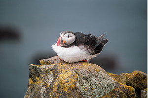 Single atlantic puffin in Iceland, an Animal Photo by Nature and travel
