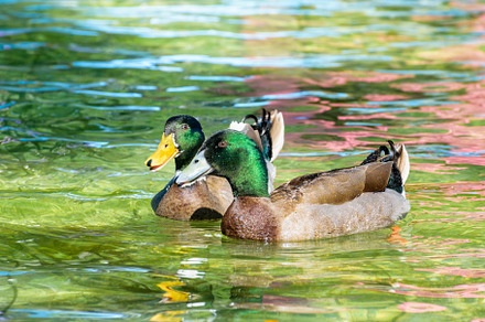 Mallard duck featuring mallard, duck, and anas, an Animal Photo by yongkiet jitwattanatam
