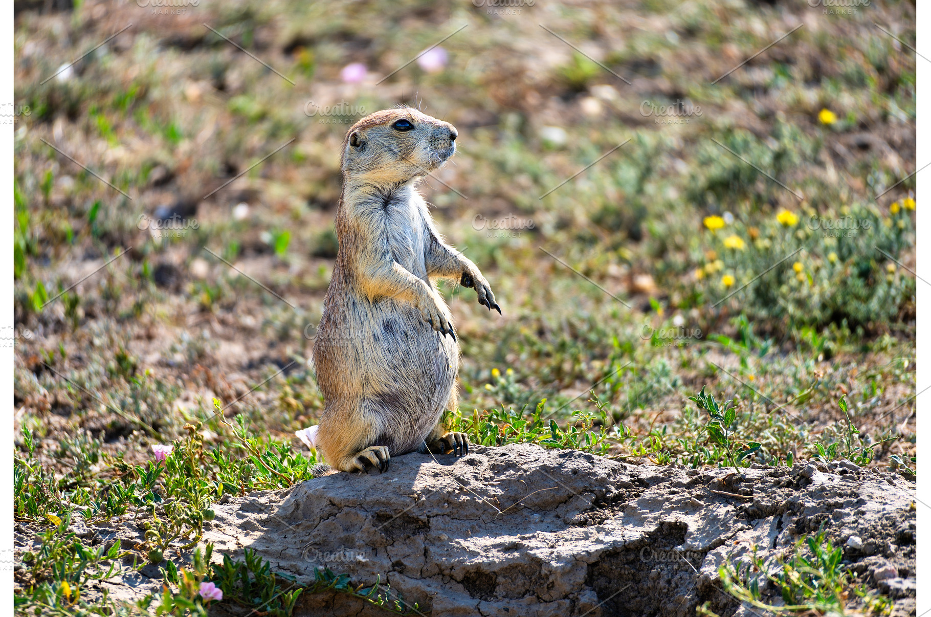 Black-tailed prairie dog standing on, an Animal Photo by Leonid Andronov