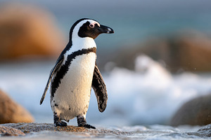 African penguin on rocky shore, an Animal Photo by AlyaAnd
