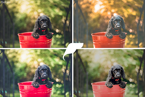 50 Pet Lightroom Presets Vol. I