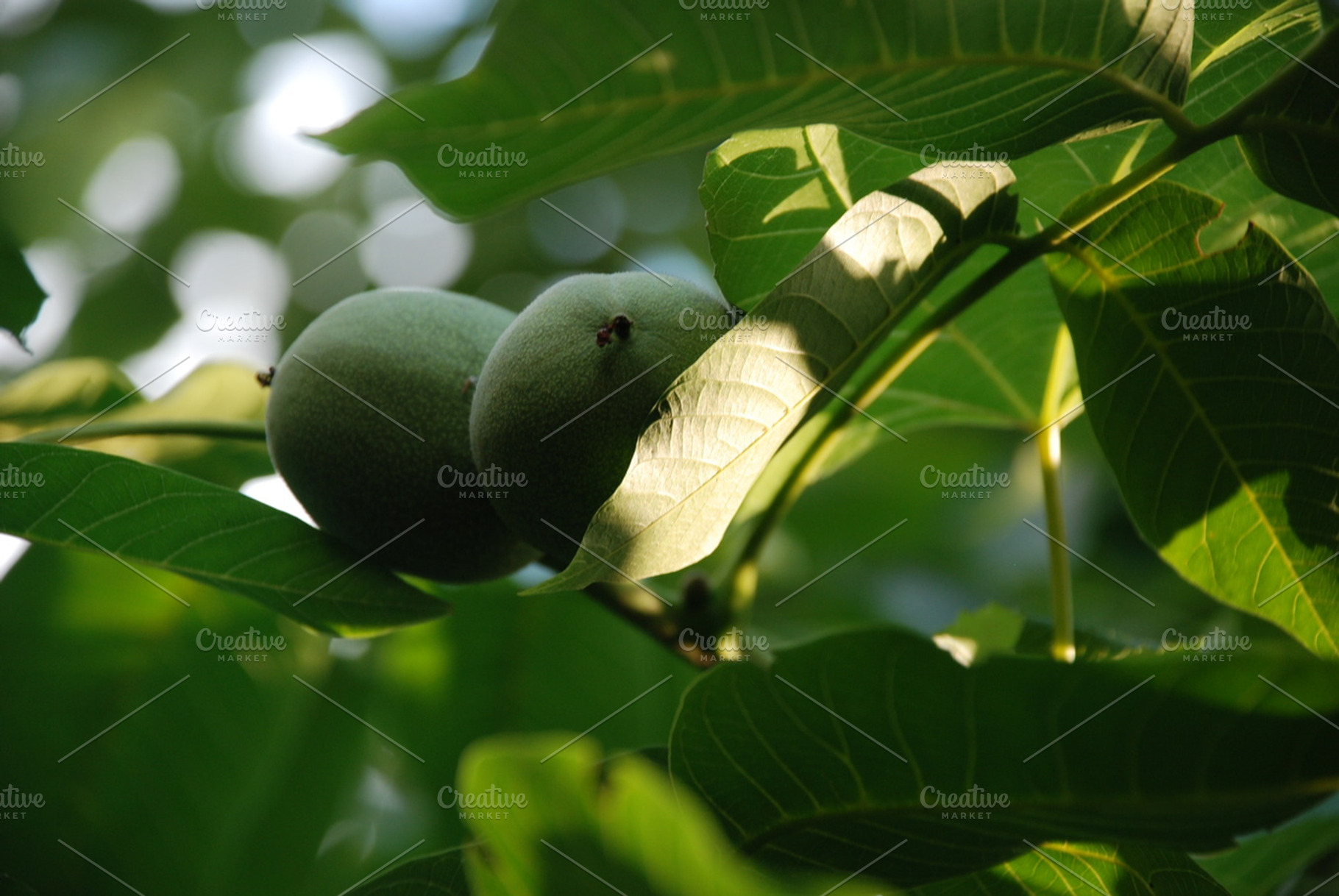 Lemony stock photo containing green and spring, a Nature Photo by viamorone