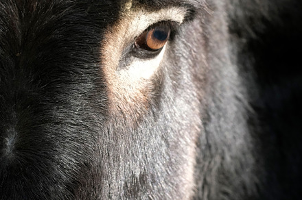 Close-up of a donkey's face in natur