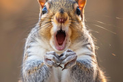 236 surprised animals, an Animal Photo by Handmadefont (Thumbnail 174 of 241)