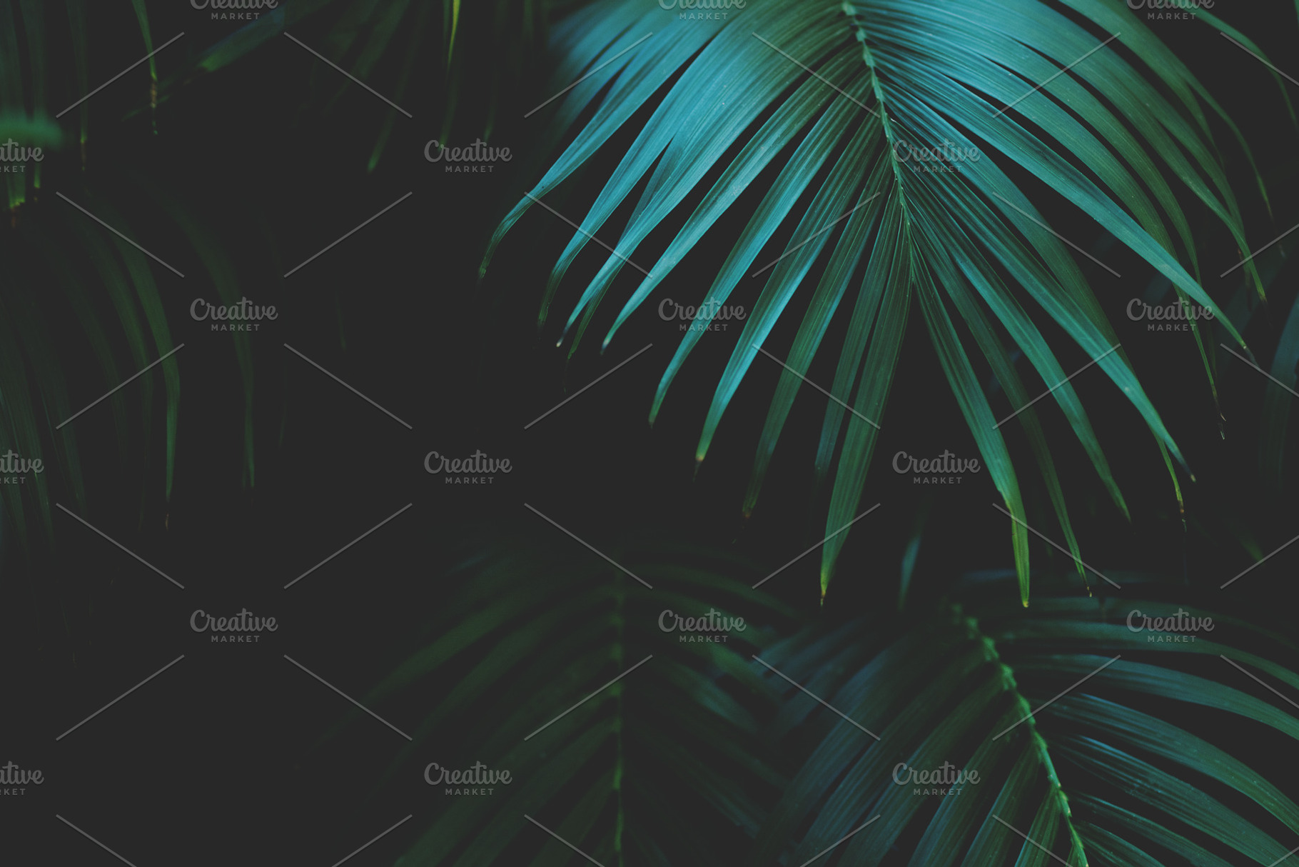Low Key Tropical Rainforest Leaves, a Nature Photo by René Jordaan Photography