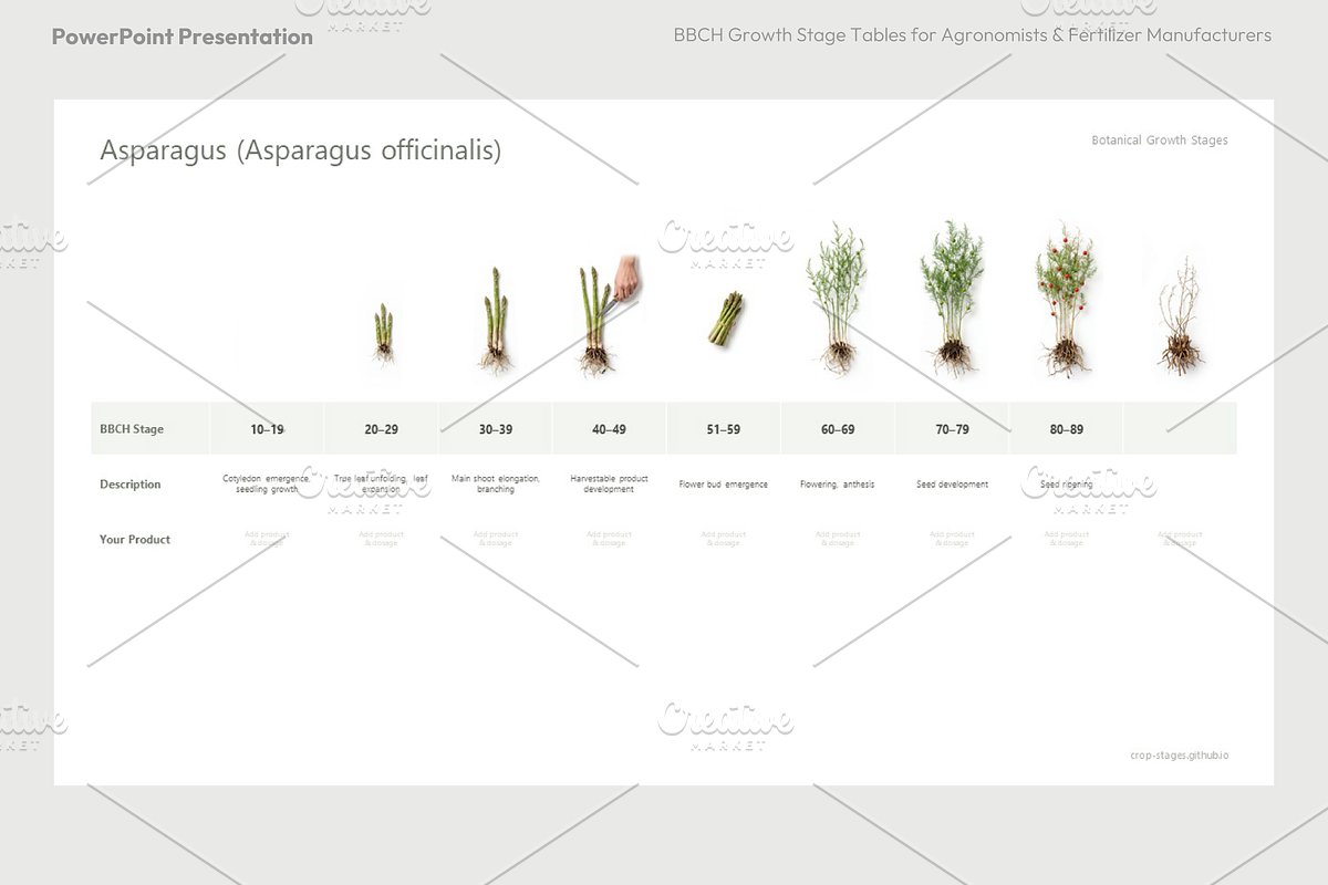 BBCH Growth Stages, Leafy & Herbs, a Presentation Template by Ilia Design (Photo 6 of 9)
