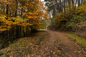 Winding path in autumn forest with d, a Nature Photo by Perpis