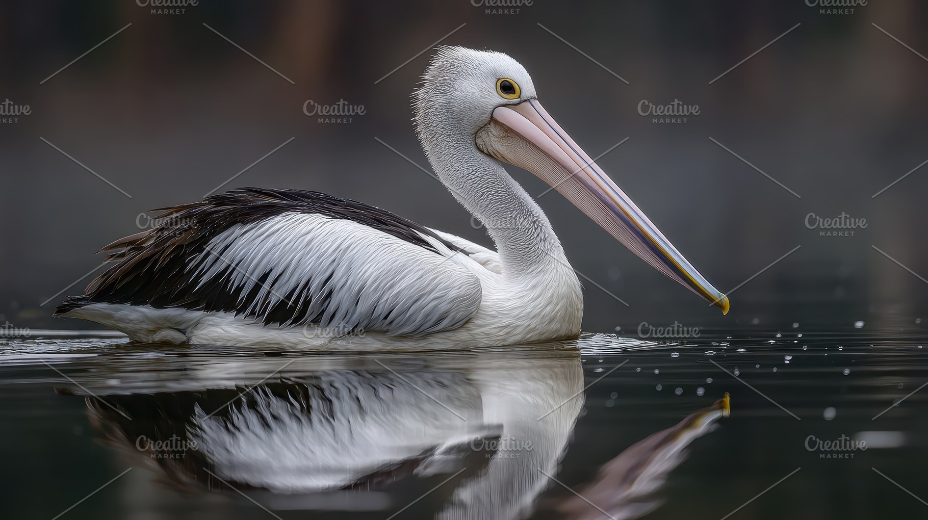 Australian Pelican Water Reflection, a Photo by Pixeness Studio