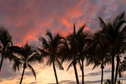 Palm trees silhouette at sunrise, a Nature Photo by Lucky Photographer (Thumbnail 2 of 2)