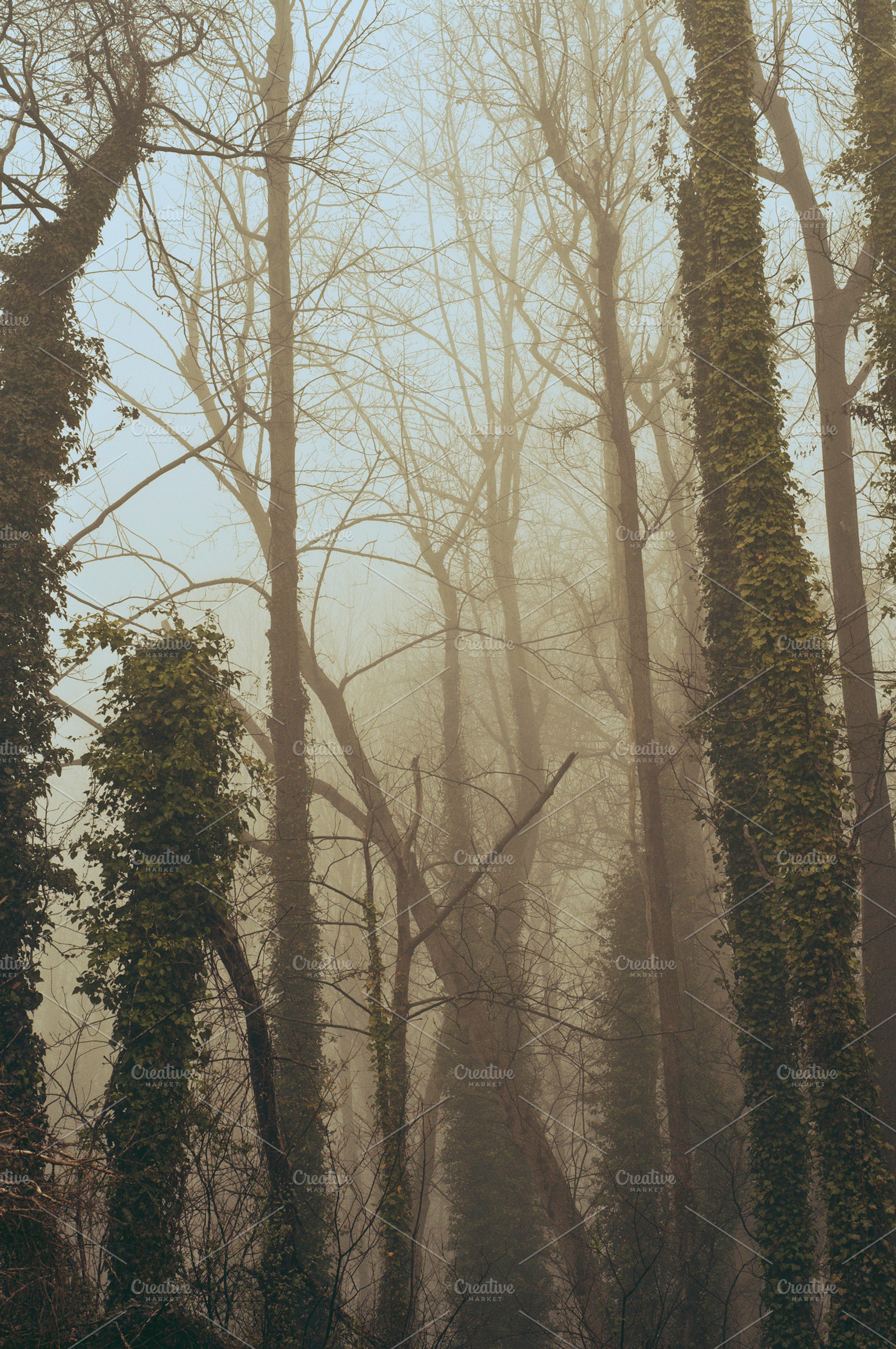 Tall Trees