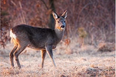 Roe deer female observing on frost