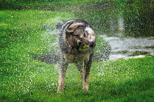 Dog having fun shaking off streams and droplets of water, an Animal Photo by Byrdyak