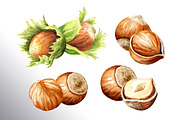 Huzelnuts. Watercolor collection, a Food Illustration by Daria Ustiugova (Thumbnail 7 of 23)