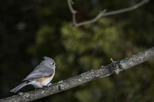Tufted titmouse bird perching on tre, an Animal Photo by 1miromiro