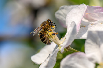 Close Honey bee collecting pollen from apple tree blossom, an Animal Photo by Byrdyak