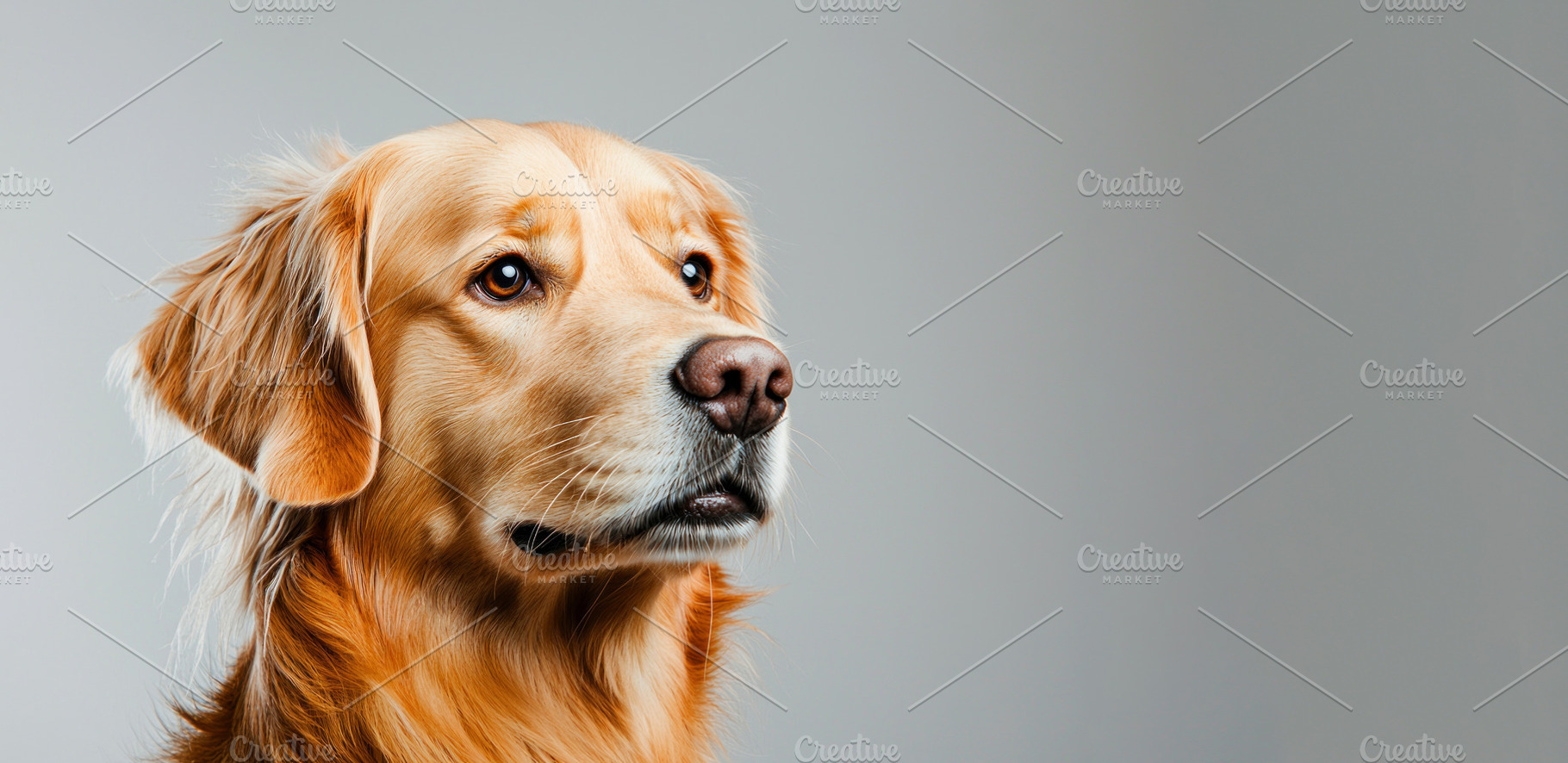 Golden retriever dog with shiny fur and intense gaze looking to, an Animal Photo by José Manuel Gelpi