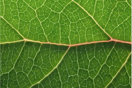 Green leaf macro backgroud texture