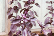 Herbalism Stock Photo Bundle, a Health & Medical Photo by Wellness Stock Market (Thumbnail 7 of 16)