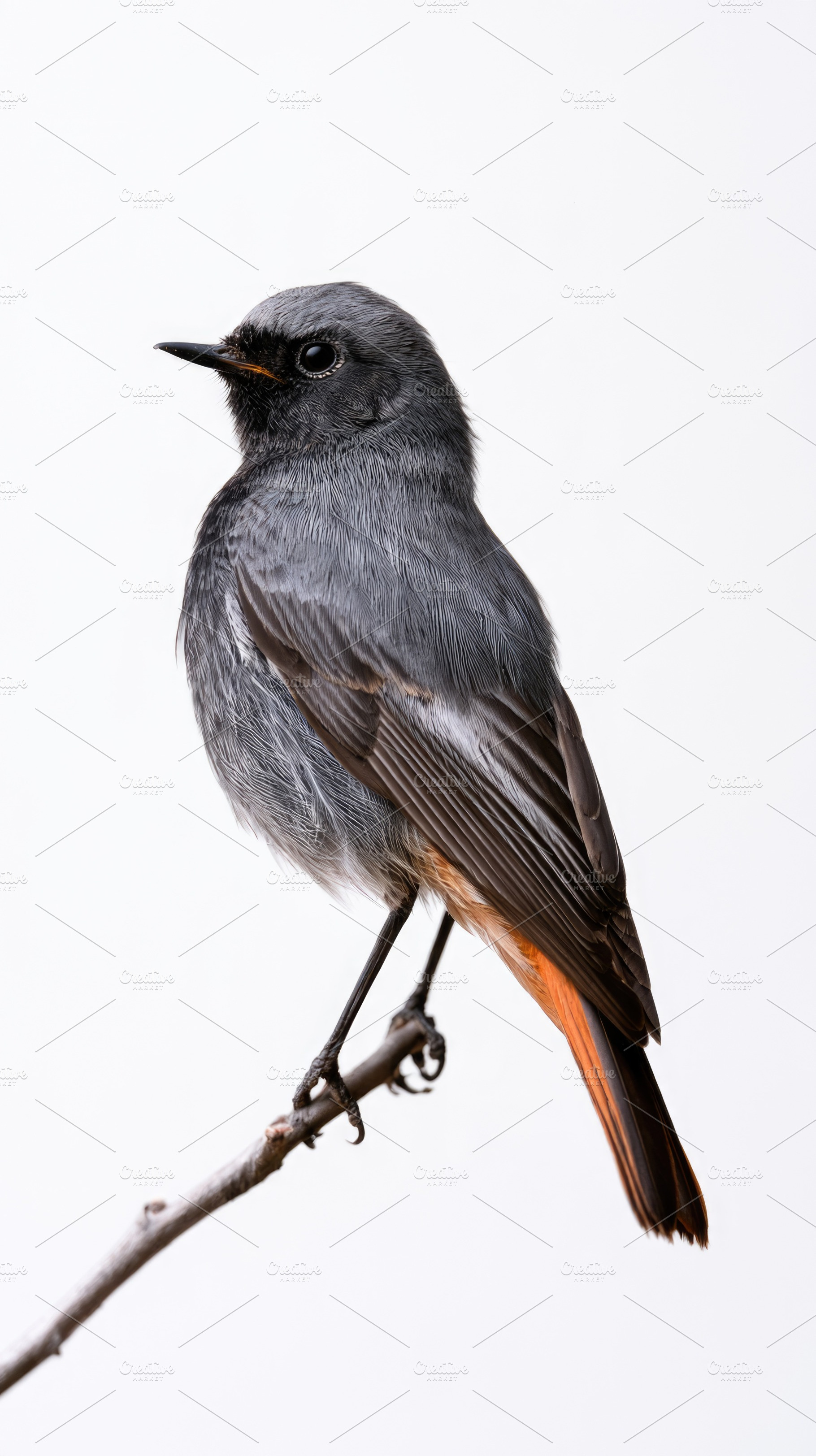 Black redstart perched on branch isolated on white background, an Animal Photo by José Manuel Gelpi
