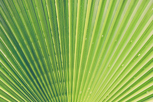 11 Palm Leaves Textures