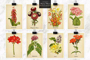 Antique Fruit & Flowers Graphics