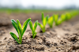 Row of young green seedlings emerging from soil, a Nature Photo by AlyaAnd