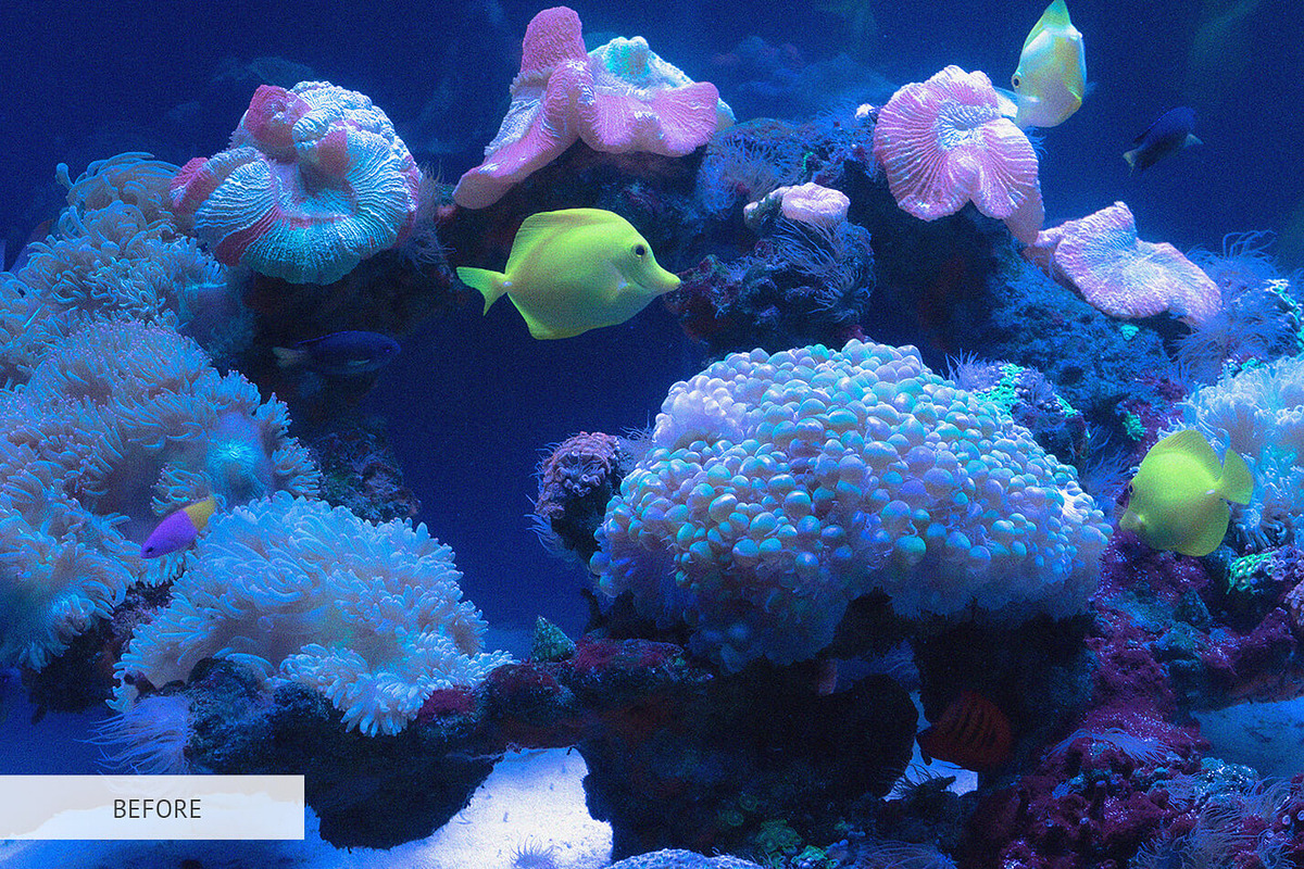 Underwater Photography Presets, a Plug-in Add-On by FixThePhoto (Photo 4 of 32)