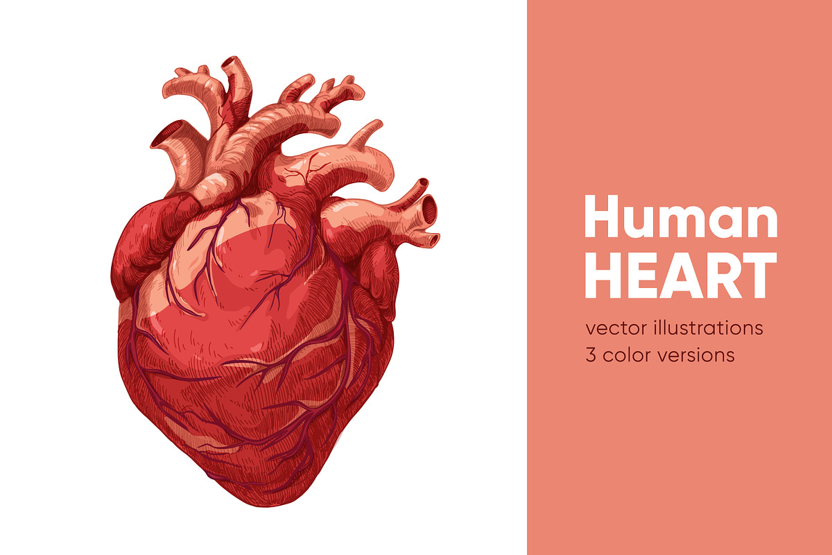 Realistic heart, real human organ, a Healthcare Illustration by Good Studio (Photo 1 of 6)