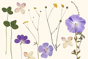 Herbarium Elements 17 PNG, a Nature Photo by Lembrik's Artworks (Thumbnail 3 of 6)