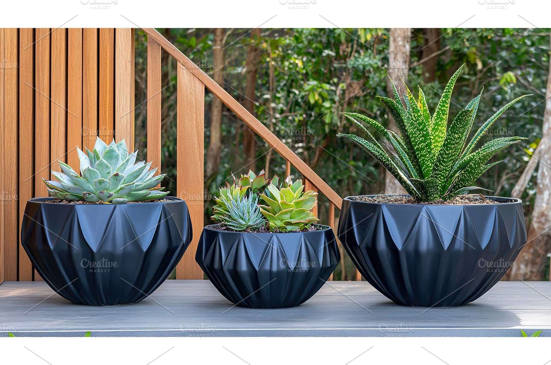 Stylish succulent arrangements in, a Nature Photo by Lermont51
