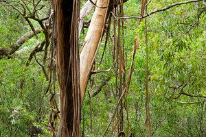 Forest Canopy, a Nature Photo by THP Creative