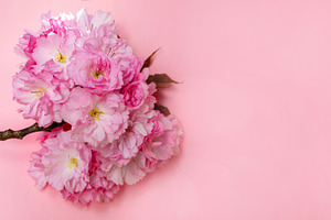 Close-up of pink cherry blossoms on a branch, isolated on a soft, a Nature Photo by Ales Munt