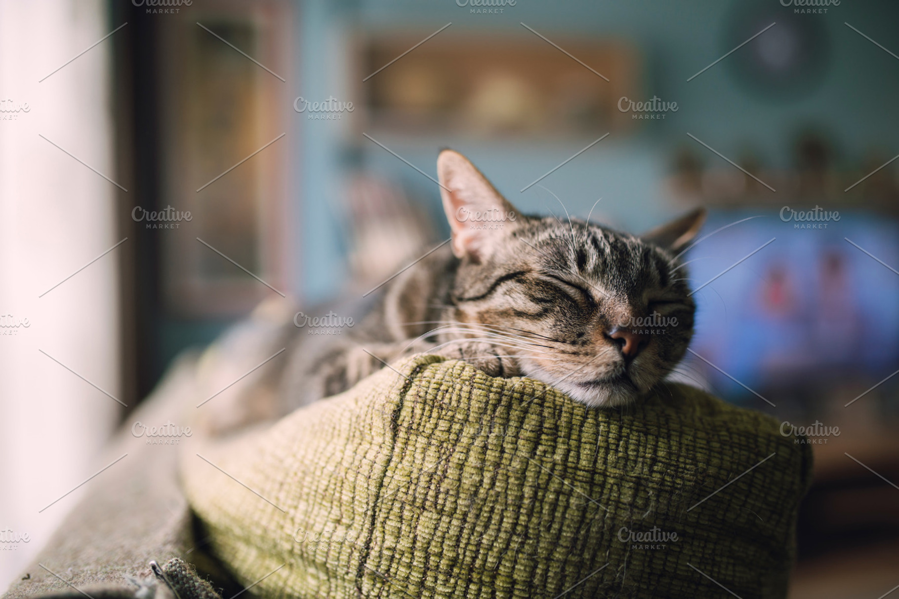 Tabby cat sleeping, an Animal Photo by Photoweb00
