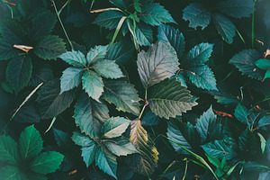 Texture of green leaves stock photo containing spring and beautiful