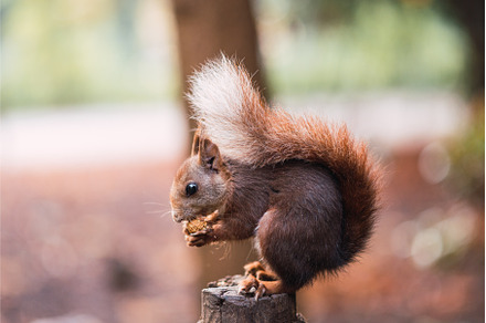 Red squirrel eating while sitting on, an Animal Photo by Xavi Bosch Stock
