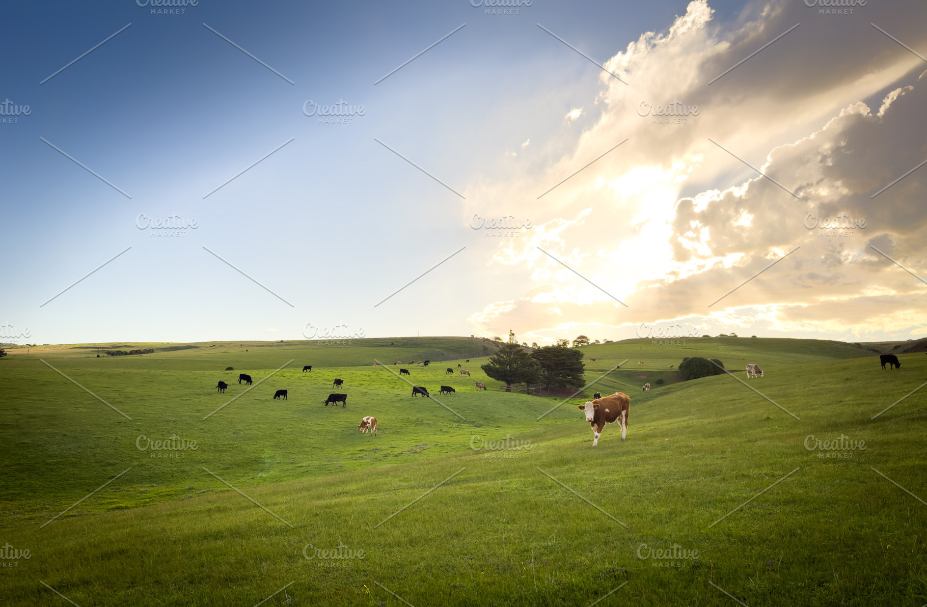 Cows Grazing On Green Hillside, a Nature Photo by THP Creative