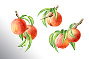 Honey Peaches. Original Watercolor, a Food Illustration by Daria Ustiugova (Thumbnail 14 of 21)